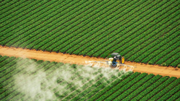 Best Ant Control Services  in Hawley, MN