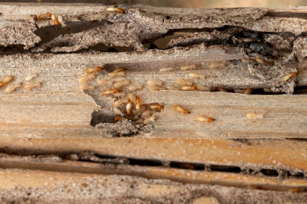 Best Mosquito Control Services  in Hawley, MN